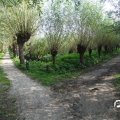 IMG_827853