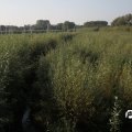 IMG_827867