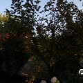 IMG_828876