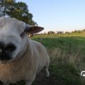 IMG_828992