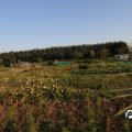 IMG_829003