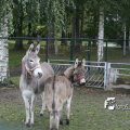 IMG_830502