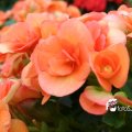 IMG_830616