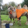 IMG_830210