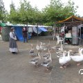IMG_830278