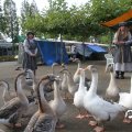 IMG_830281