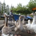 IMG_830285
