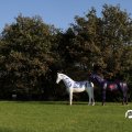 IMG_830851