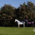 IMG_830852