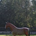 IMG_830858