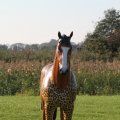 IMG_830908