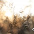 IMG_830933