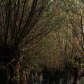 IMG_830954