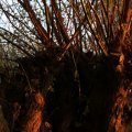 IMG_830955