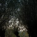 IMG_830959