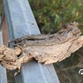 IMG_830972