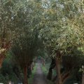 IMG_830974