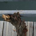 IMG_830975