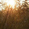 IMG_831115