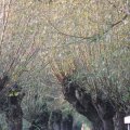IMG_831116