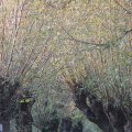 IMG_831118