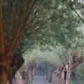 IMG_831138