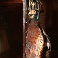 IMG_835500