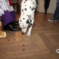 IMG_850910