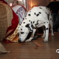 IMG_850911