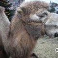IMG_858212