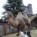 IMG_858218