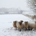 IMG_862285