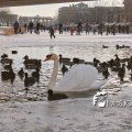 IMG_864754a