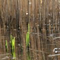 IMG_869623