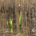 IMG_869624