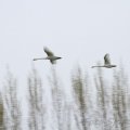 IMG_878520