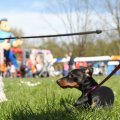 IMG_893227