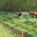 IMG_902450