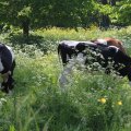 IMG_902462