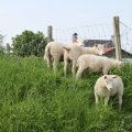 IMG_902525
