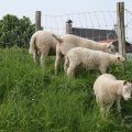 IMG_902526