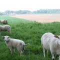IMG_902623