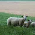 IMG_902630