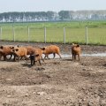 IMG_902652
