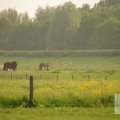 IMG_903007