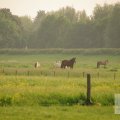 IMG_903011