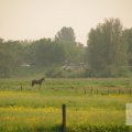 IMG_903274