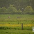 IMG_903317