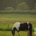 IMG_903319