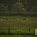 IMG_903341